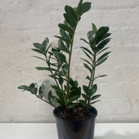 ZZ Plant + Pot combo