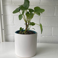 Pilea peperomiodes + cylinder pot combo
