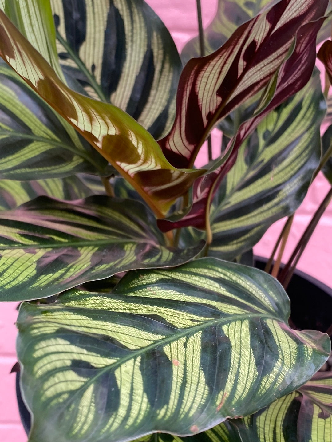 Calathea makoyana Peacock Plant