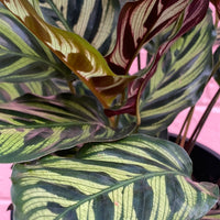 Calathea makoyana Peacock Plant