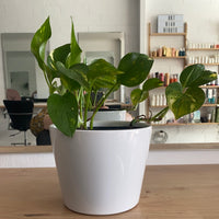 Epipremnum aureum | starter size