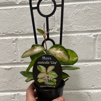 Assorted 8cm Hoya