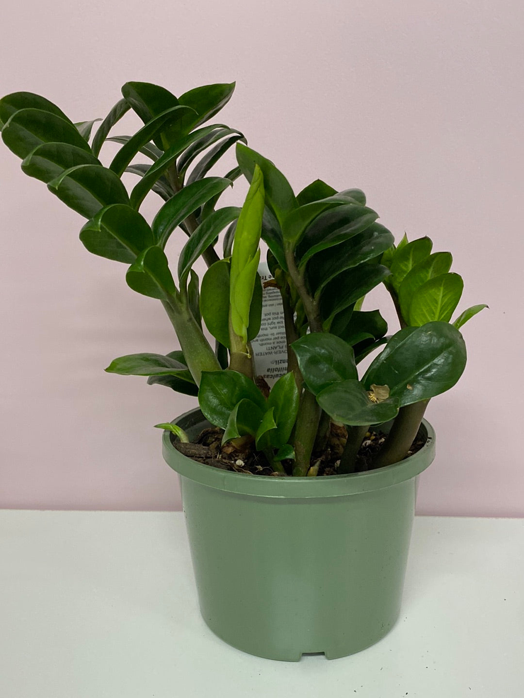 Zamiiocalcus zamiifolia Zenzii