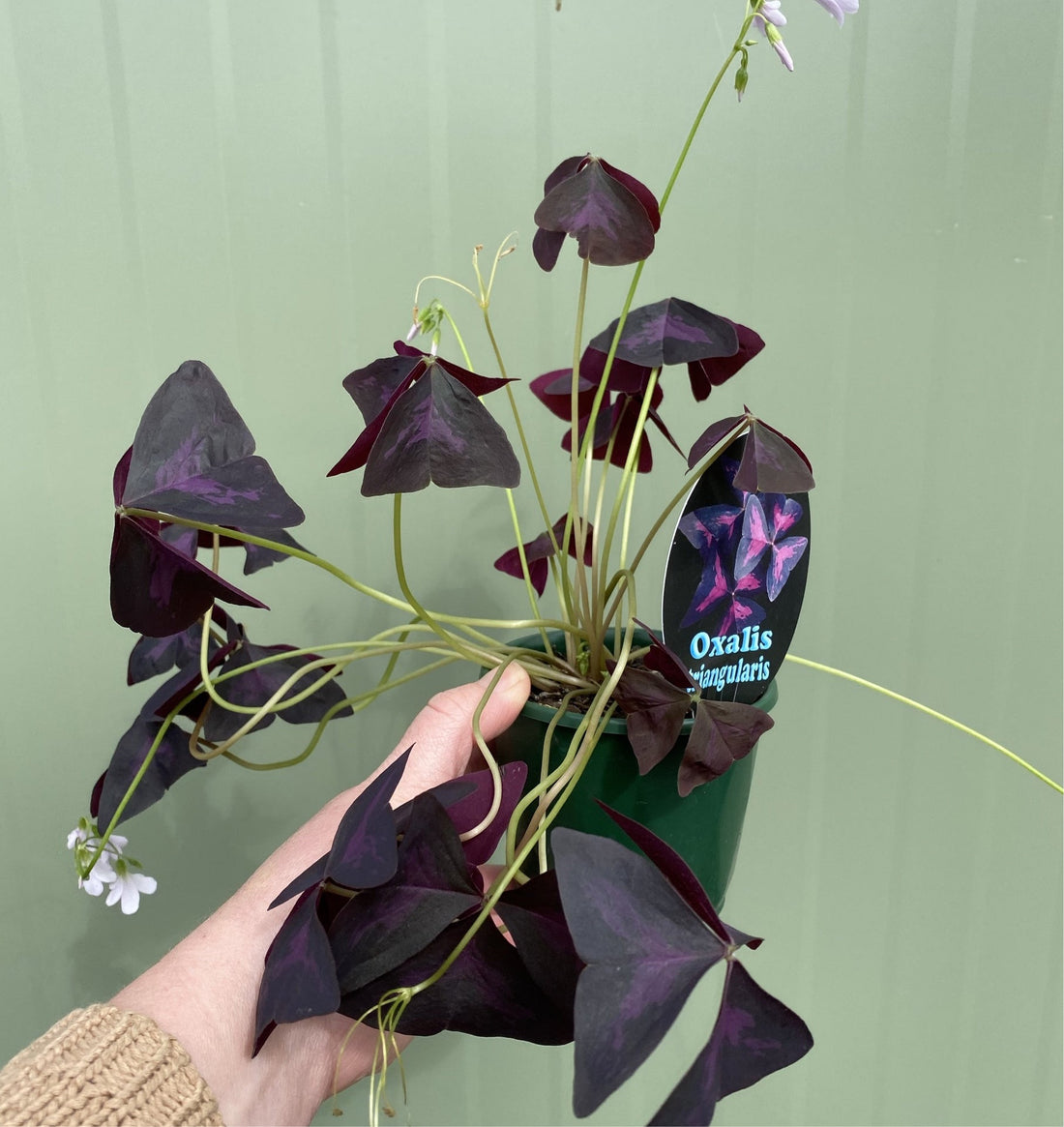 Oxalis triangularis | Purple Shamrock