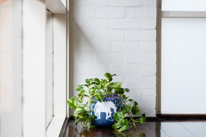 Easy indoor plant hacks: things you can do to make your plants look extra lush by Anna Chisholm ABC Lifestyle