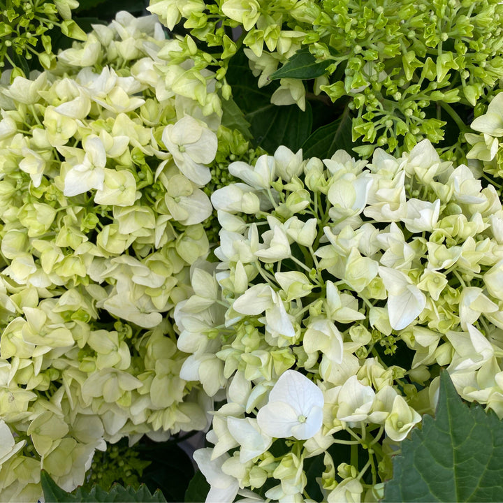 FLOWERING POTTED HYDIES