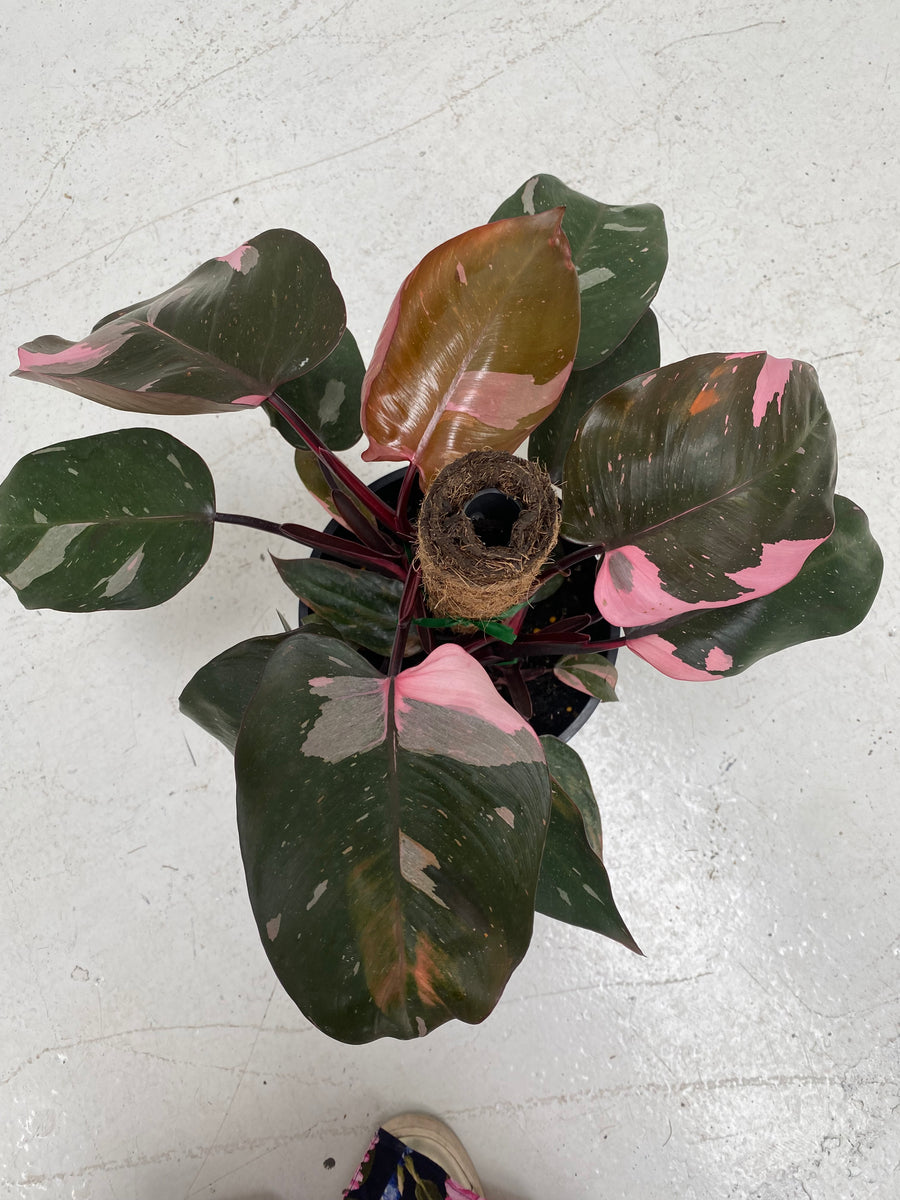 Philodendron Pink Princess | 20cm Pot | totem