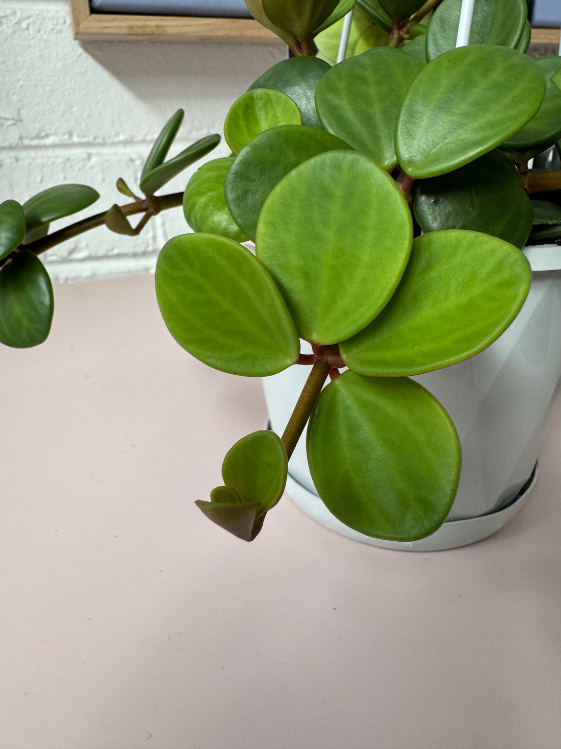 Peperomia Hope