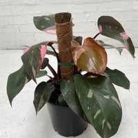 Philodendron Pink Princess | 20cm Pot | totem