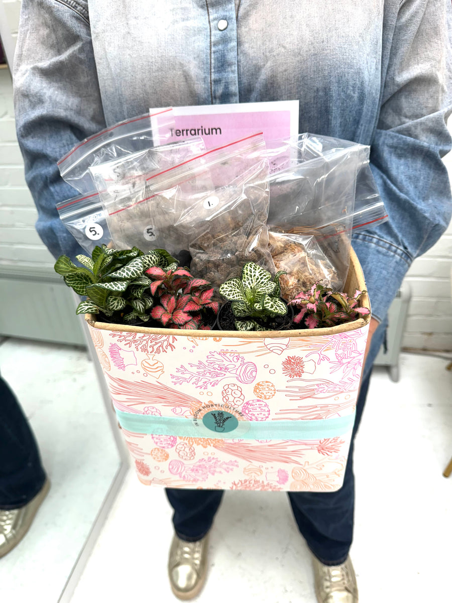 Fish bowl terrarium mixed fittonia