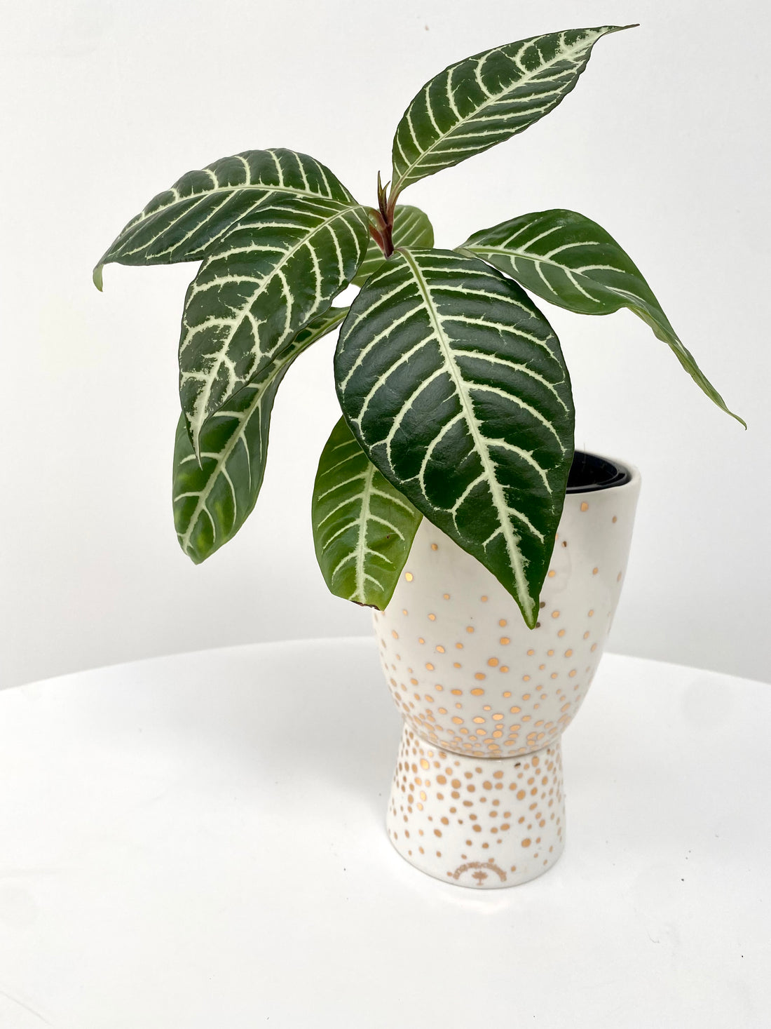 sparkle plant pot Foliage Plant + Sparkle Pedestal Pot by Angus & Celeste – In Bloom horticulture