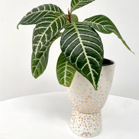 Foliage Plant + Sparkle Pedestal Pot by Angus & Celeste