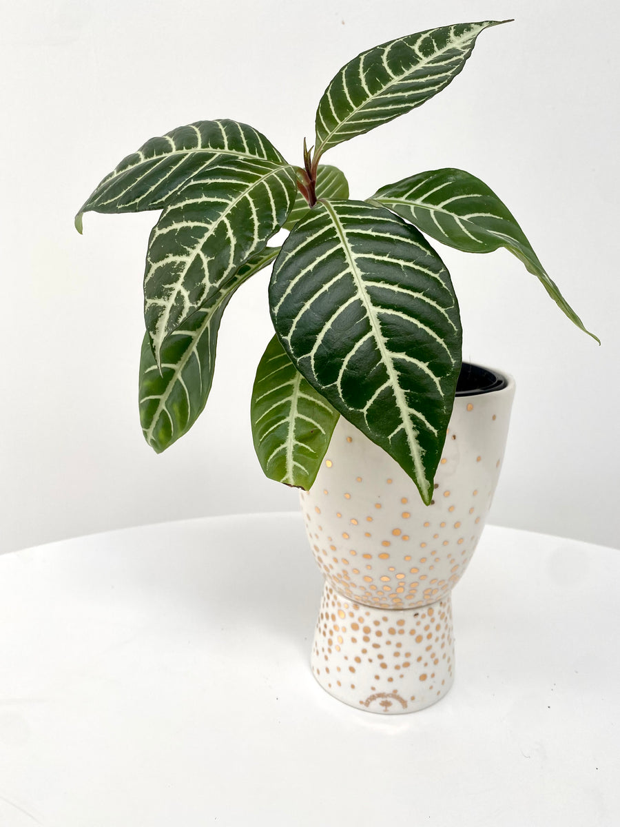 Foliage Plant + Sparkle Pedestal Pot by Angus & Celeste