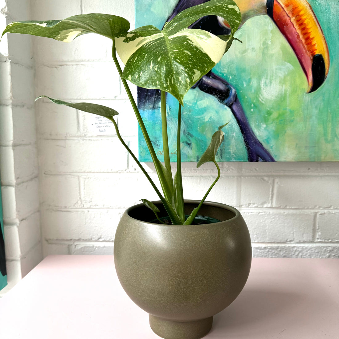 Monstera Thai Constellation + Orbit Pot