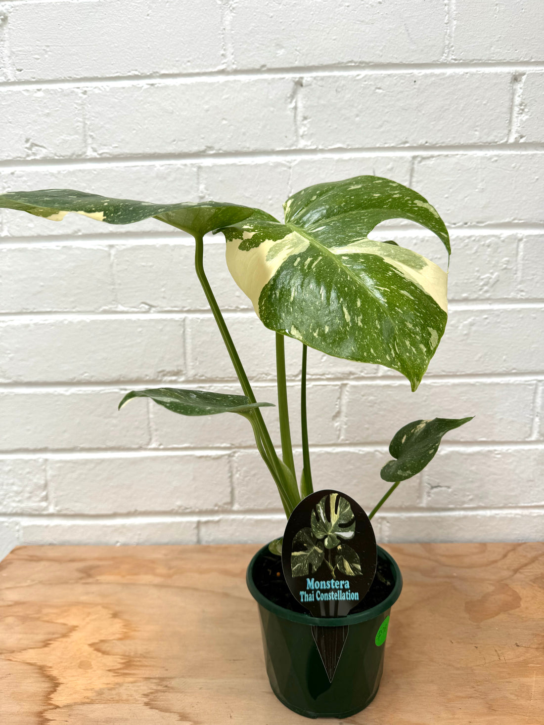 Monstera Thai Costellation