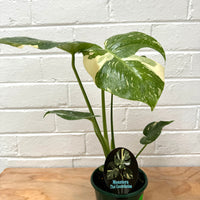 Monstera Thai Costellation