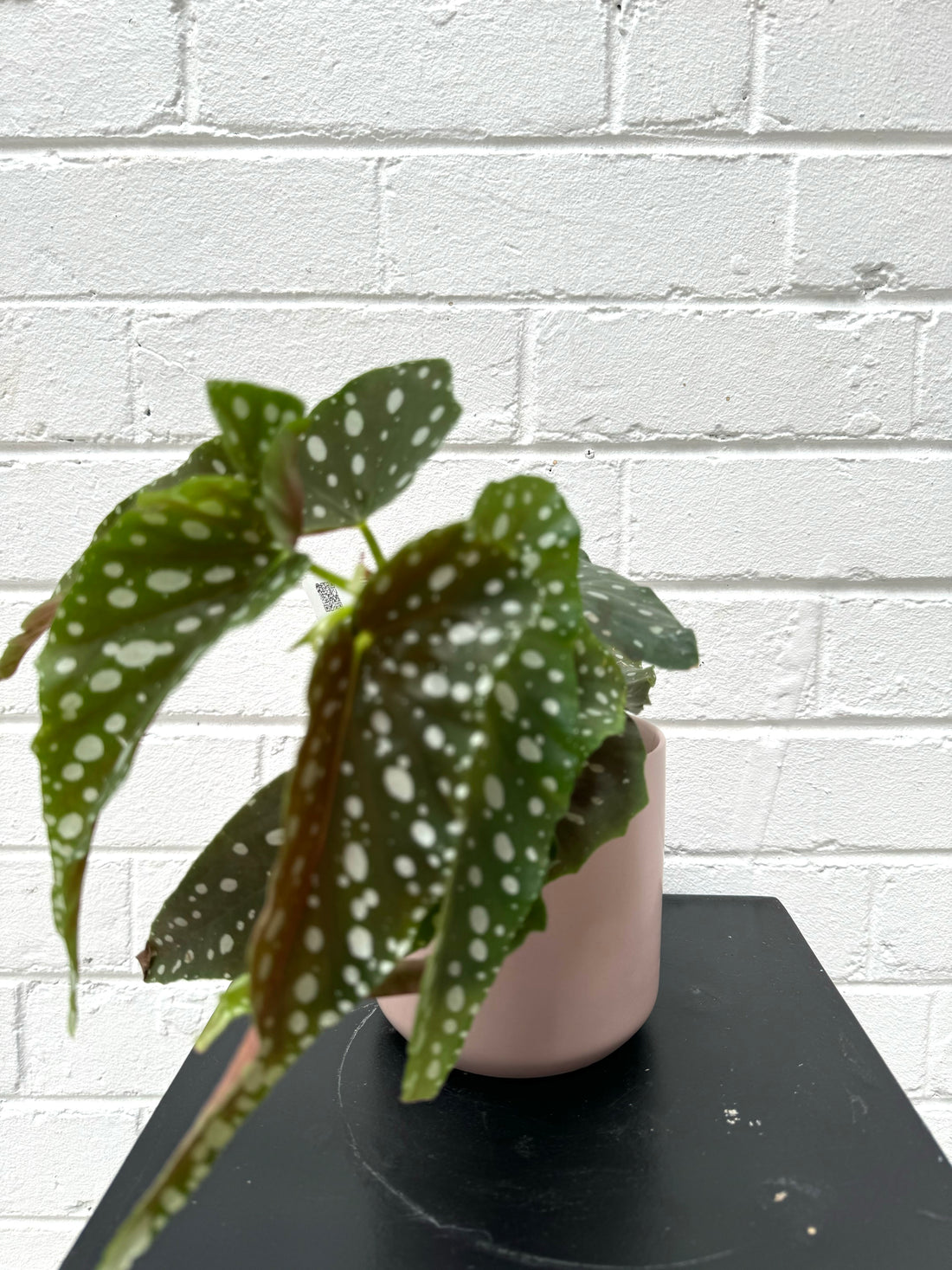 Begonia maculata + cylinder pot