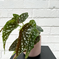 Begonia maculata + cylinder pot