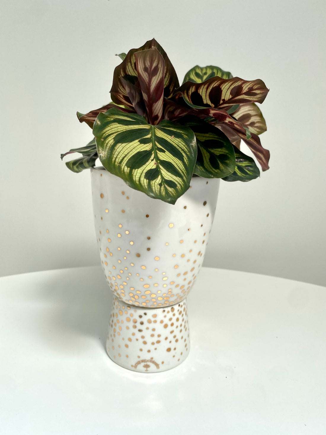 Foliage Plant + Sparkle Pedestal Pot by Angus & Celeste