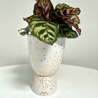 Foliage Plant + Sparkle Pedestal Pot by Angus & Celeste