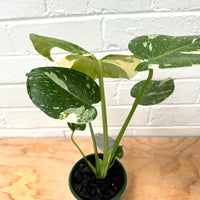 Monstera Thai Costellation