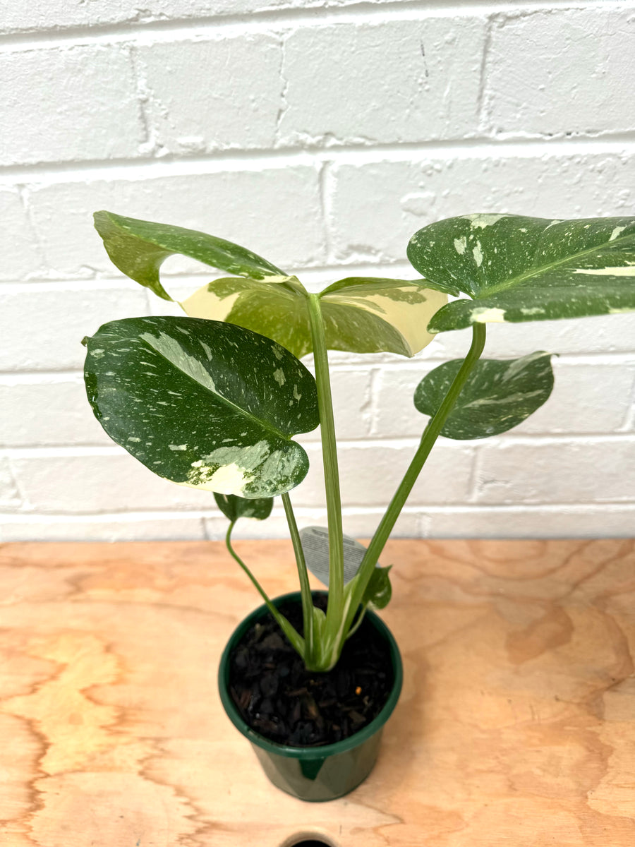 Monstera Thai Costellation