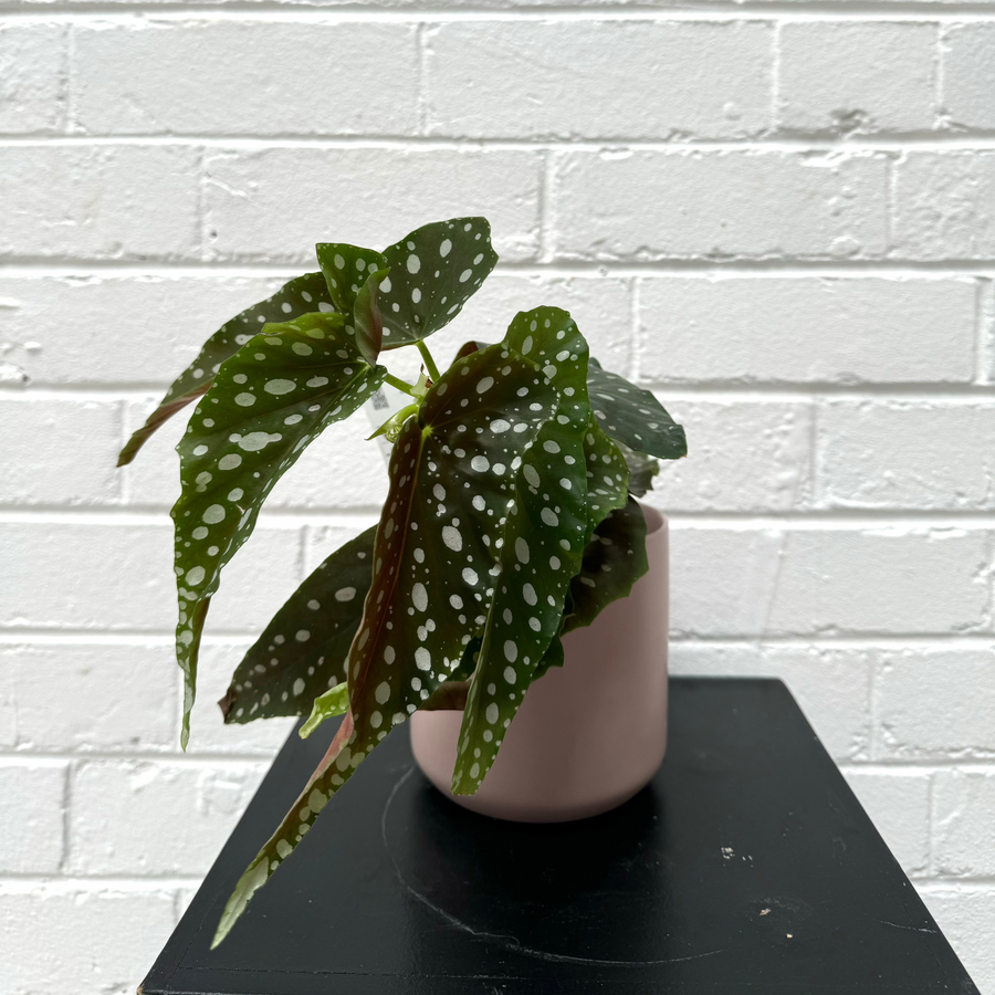 Begonia maculata + cylinder pot