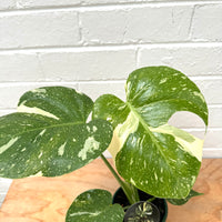 Monstera Thai Costellation