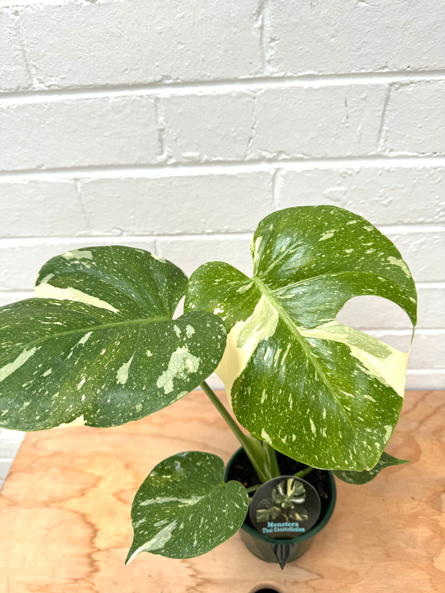 Monstera Thai Costellation