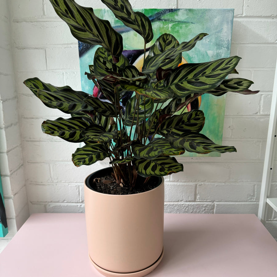 Peacock Plant + XL Oslo pot