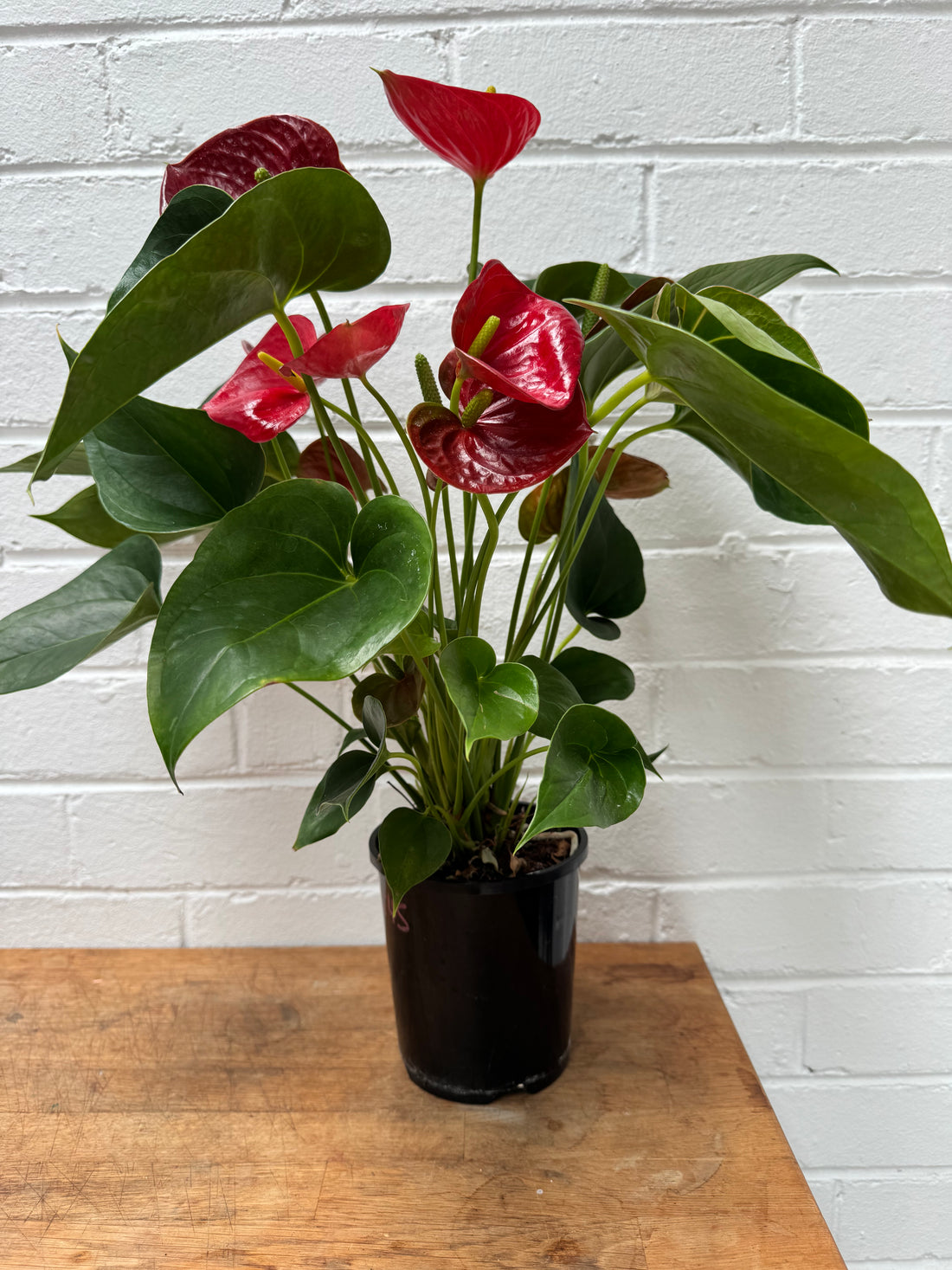 Anthurium + Pot combo