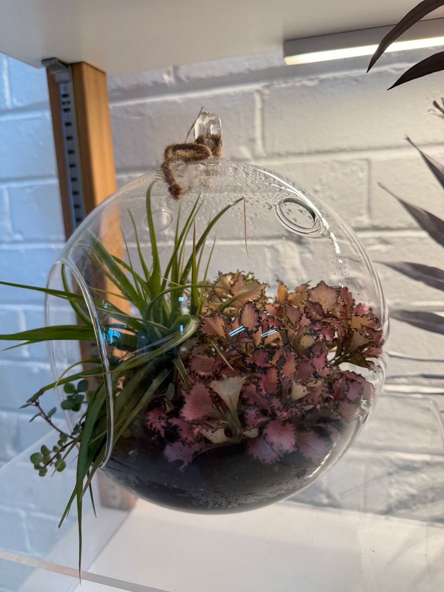 20cm Hanging Terrarium
