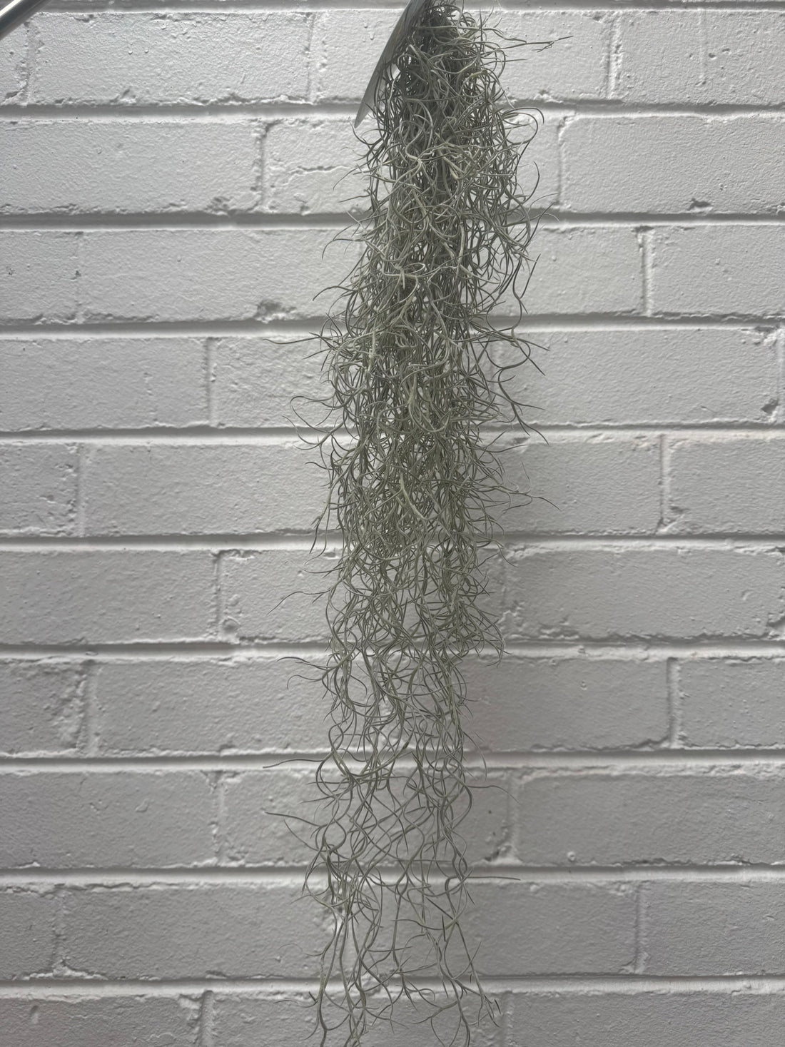 Old Man’s Whiskers - Tillandsia usneoides