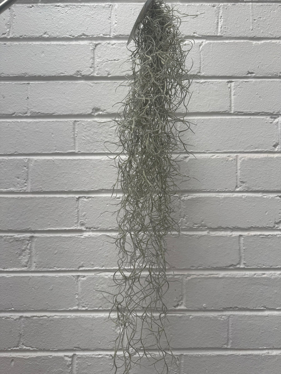 Old Man’s Whiskers - Tillandsia usneoides