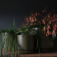 Oslo Planter | Mini | Avocado | Potted