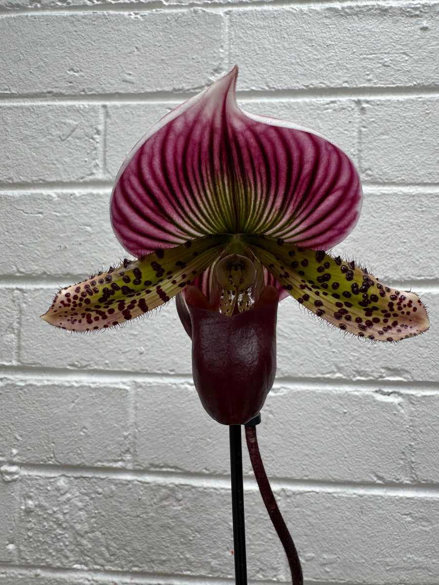 Slipper Orchid + Ellen Designs Fancy Cake Planter COMBO