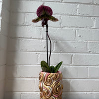 Slipper Orchid + Ellen Designs Fancy Cake Planter COMBO