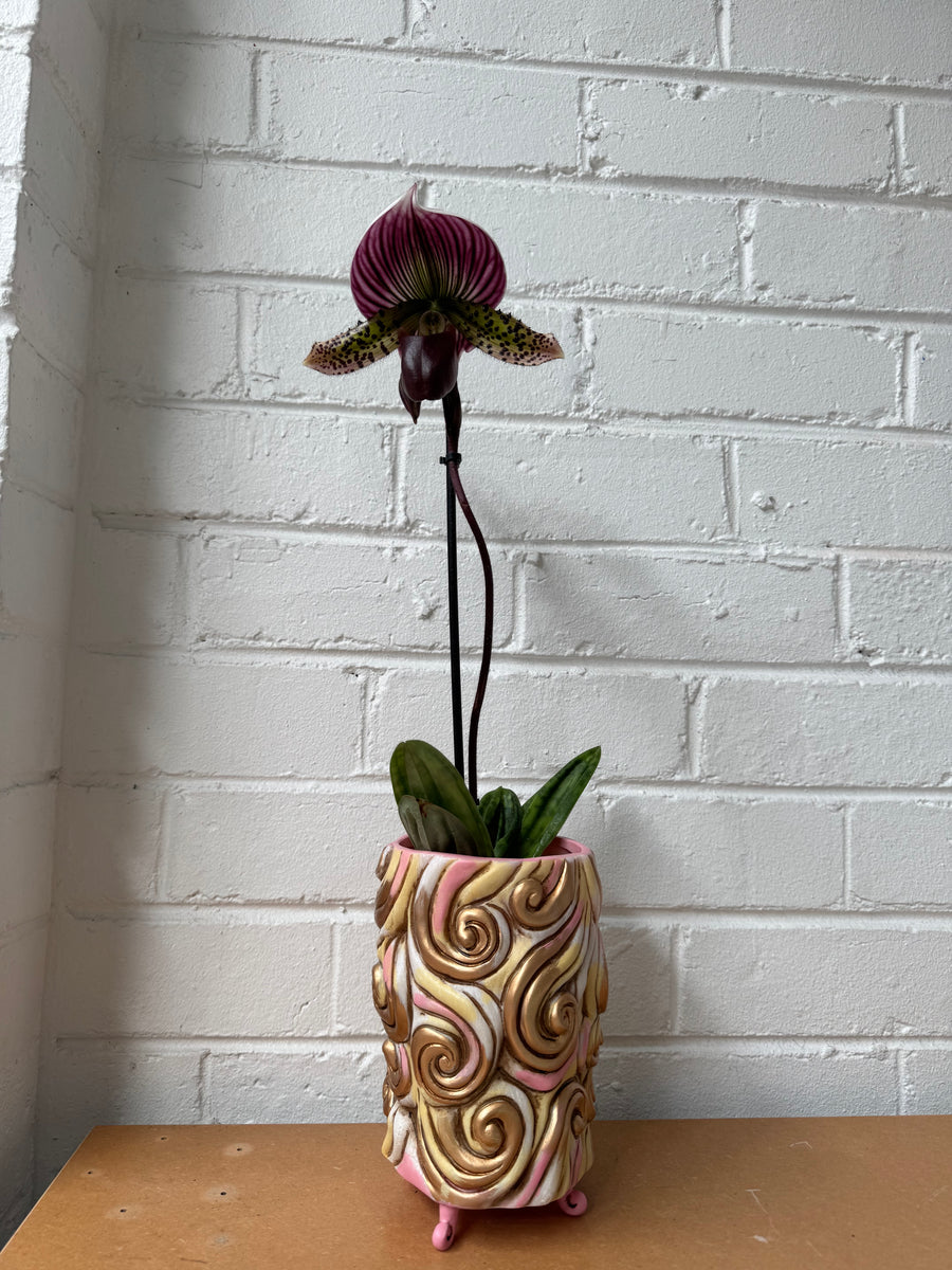Slipper Orchid + Ellen Designs Fancy Cake Planter COMBO