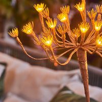 Solar Wild Fennel Garden Lighting