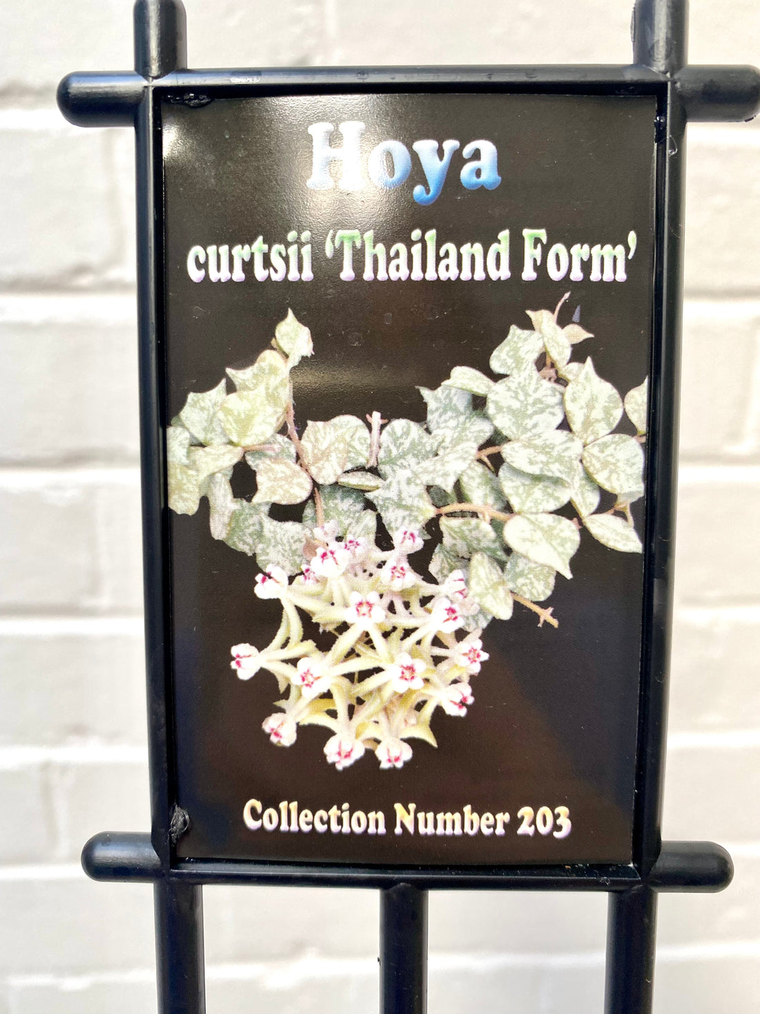 Hoya curtsii Thailand Form | 203
