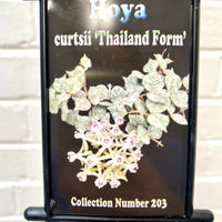 Hoya curtsii Thailand Form | 203