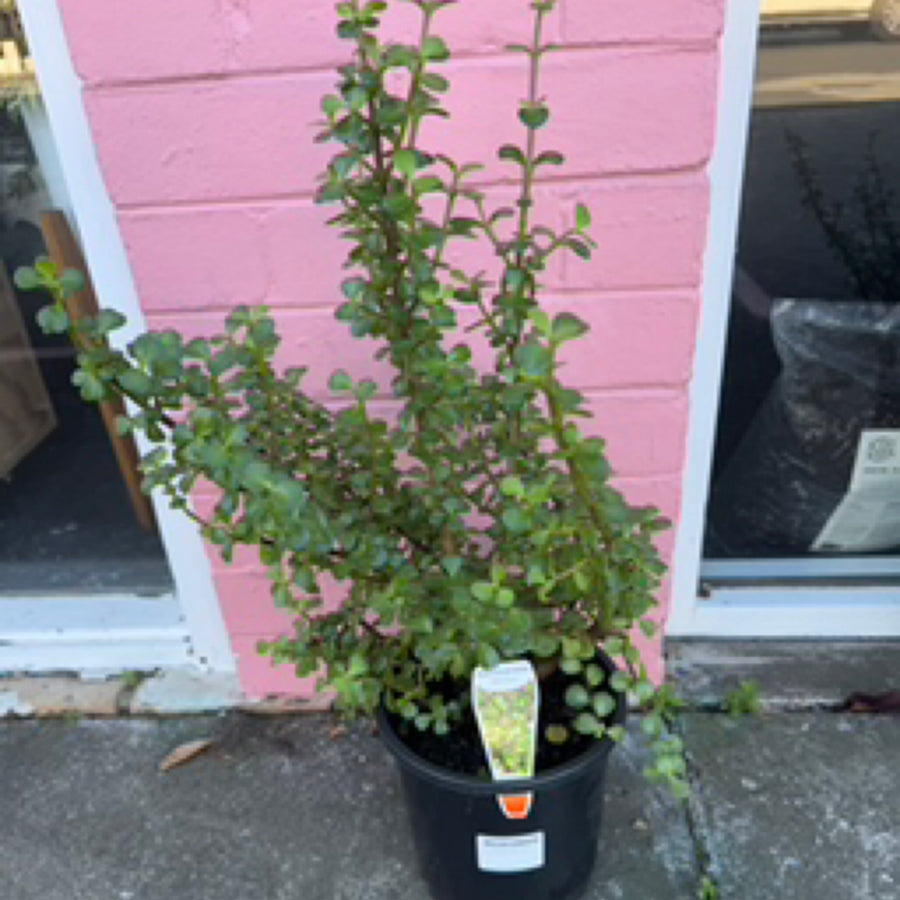 Portulacaria afra | Jade Plant