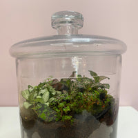 Fittonia Moss Jar Terrarium