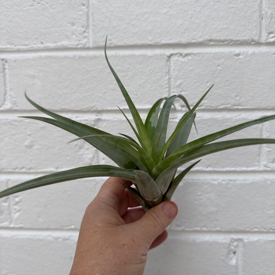 Large Tillandsia | size 3
