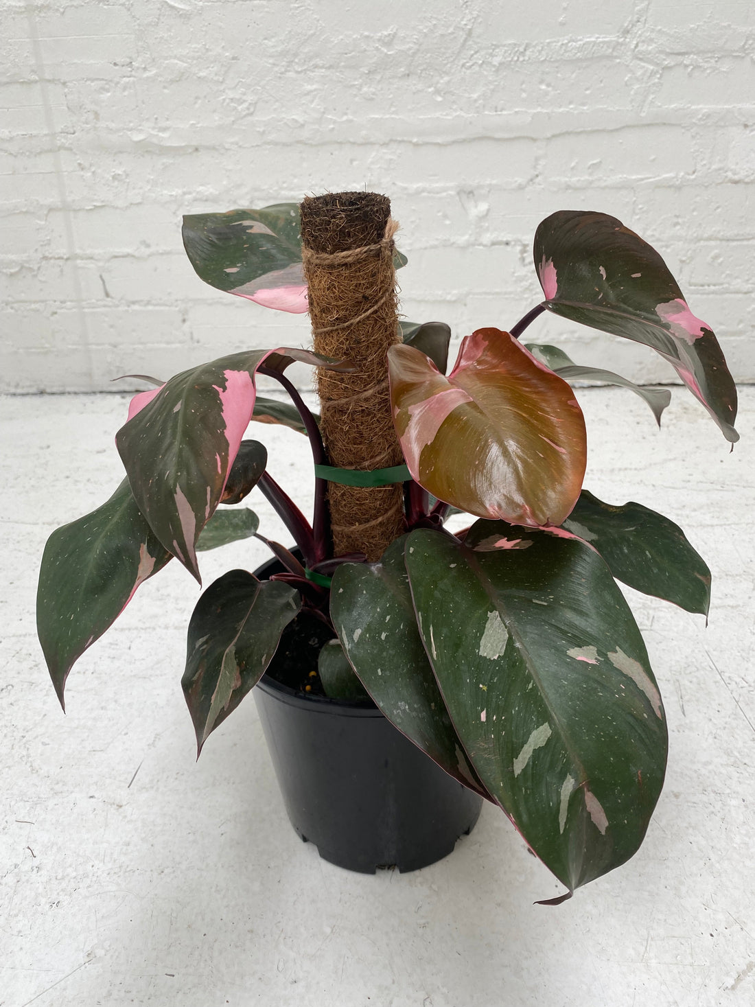 Philodendron Pink Princess | 20cm Pot | totem