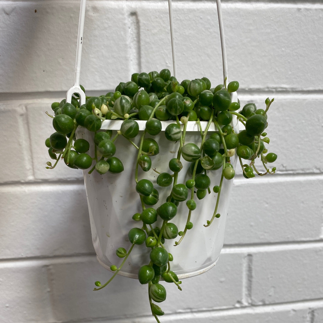 Senecio rowleyanus variegata