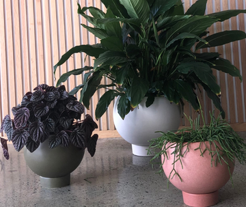 Orbit Planter | SMALL