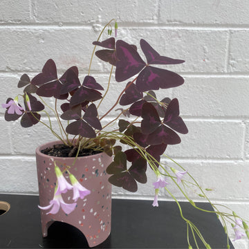 Oxalis purpurea in Small Musk Archie