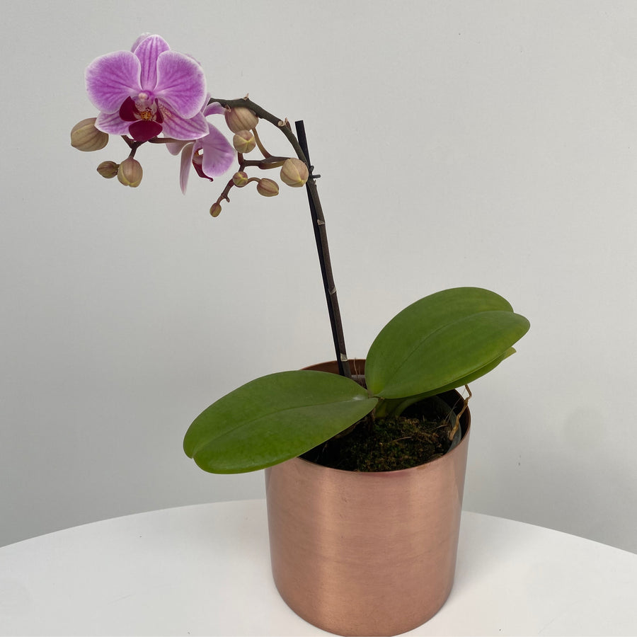 Phalaenopsis Orchid