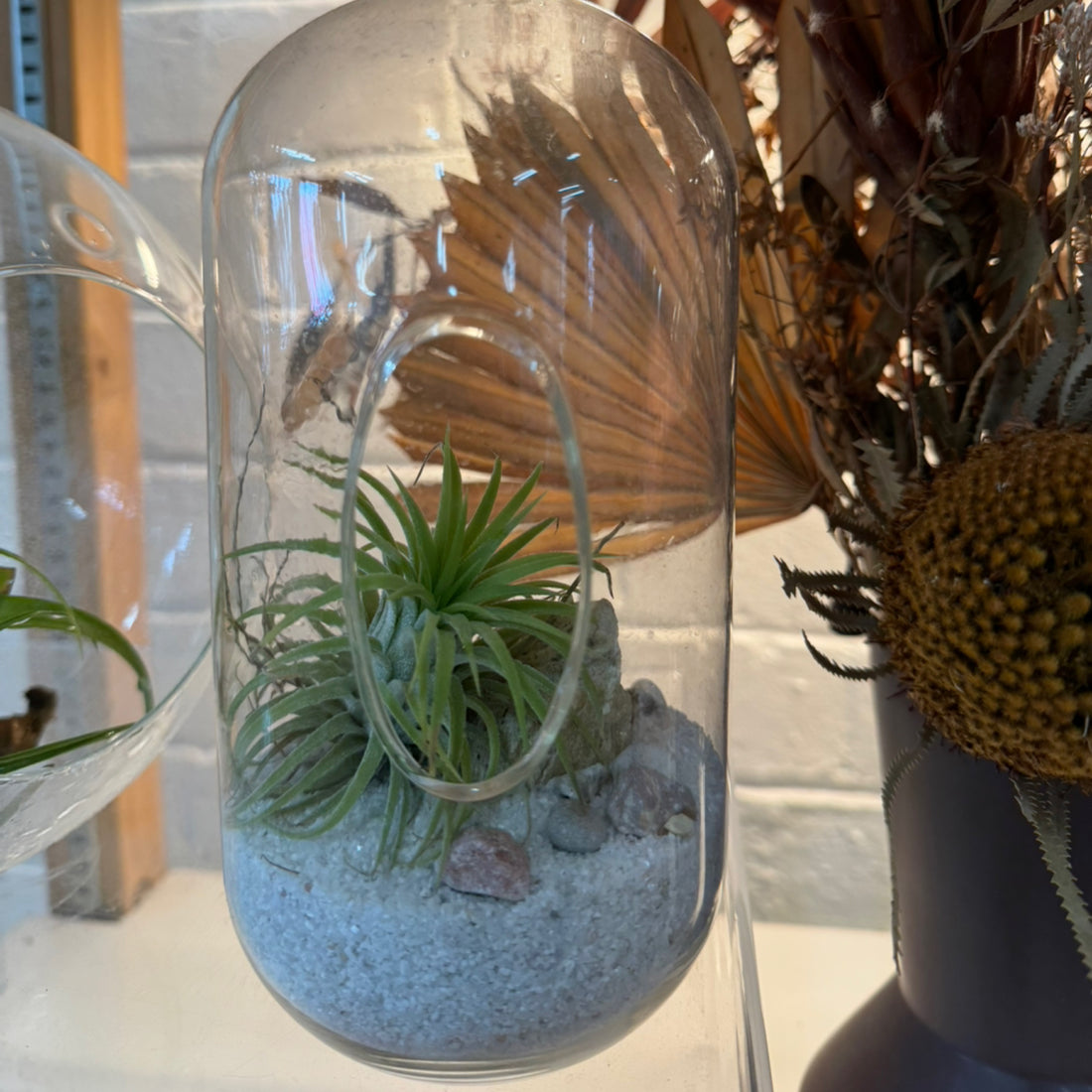 Air Plant Hanging Terrarium